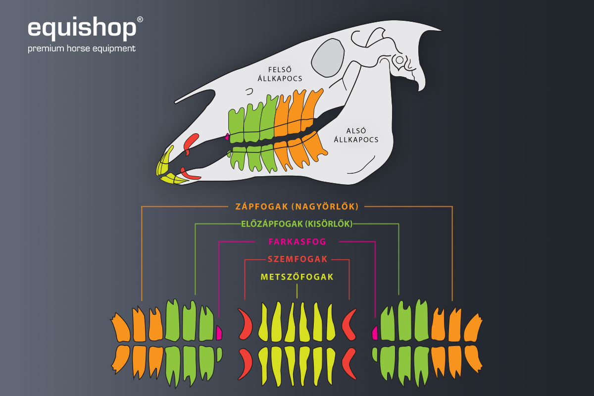 zęby koni schamta_1-HU